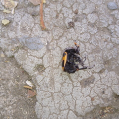 Nicrophorus mexicanus