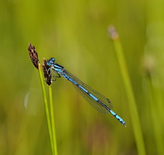 Austrocoenagrion lyelli
