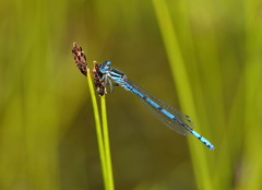 Austrocoenagrion lyelli