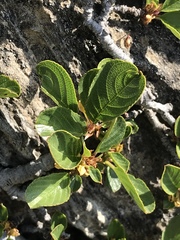 Rhamnus pumila