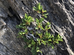 Rhamnus pumila