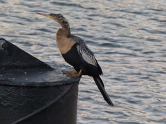 Anhinga anhinga leucogaster