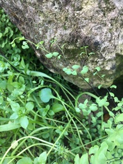 Adiantum jordanii image