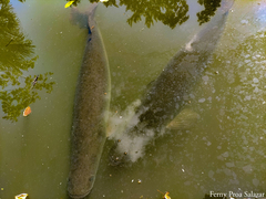 Arapaima gigas