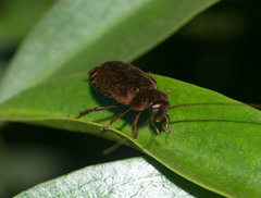 Diploptera punctata