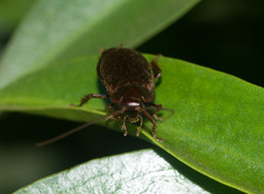 Diploptera punctata