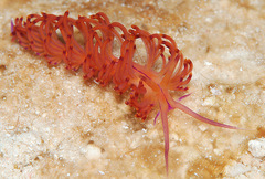 Unidentia