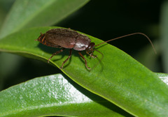 Diploptera punctata