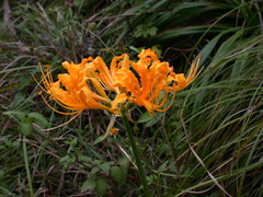 Lycoris aurea
