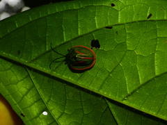 Cyclosoma palliata