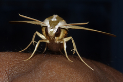 Theretra silhetensis