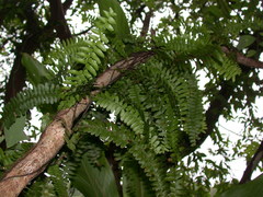 Arthropteris palisotii