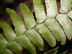 Arthropteris palisotii