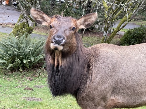 Roosevelt Elk photographed in Oregon