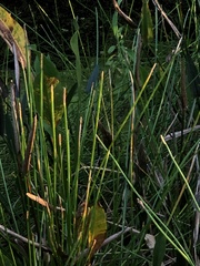 Eleocharis interstincta