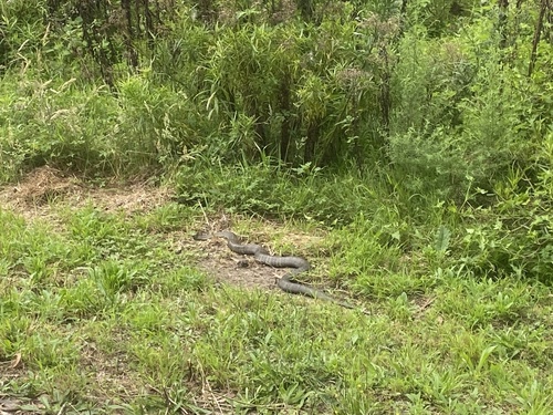 Tiger Snake sighting