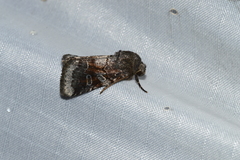 Oligia minuscula