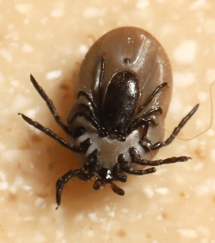 Western Black-legged Tick