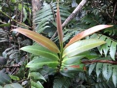 Marcgravia rectiflora