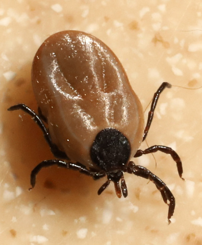 Western Black-legged Tick