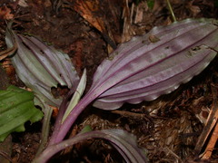 Crepidium roohutuensis