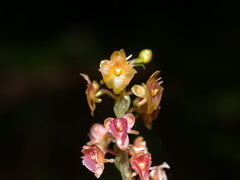 Crepidium roohutuensis