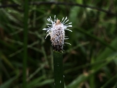 Eleocharis elegans