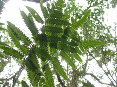 Diplazium kuoi