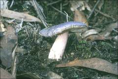 Russula lenkunya