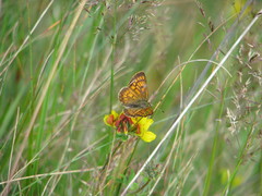 Lycaena salustius