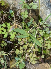 Palmerella debilis serrata