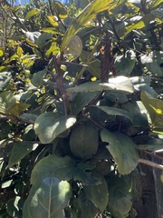 Xylosma spiculifera