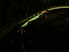 Arsenurinae