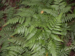 Diplazium conterminum