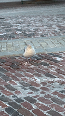 Larus argentatus