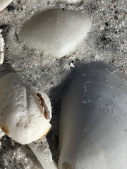 Pseudomyrmex simplex