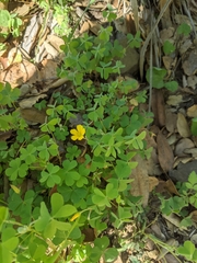 Oxalis pilosa