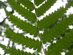 Diplazium conterminum