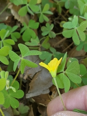 Oxalis pilosa