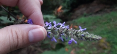 Salvia polystachia