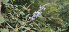 Salvia polystachia
