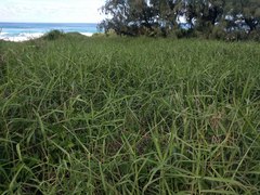 Urochloa mutica