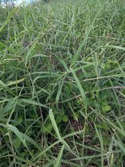 Urochloa mutica
