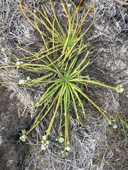 Lithophila radicata