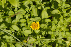 Lipochaeta integrifolia