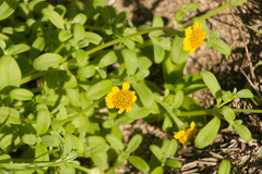 Lipochaeta integrifolia