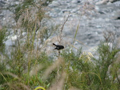 Petroica macrocephala
