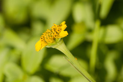 Lipochaeta integrifolia