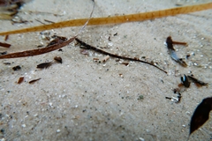 Pugnaso curtirostris