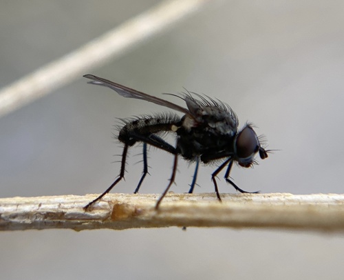 iNaturalist observation photo of Root-maggot Flies